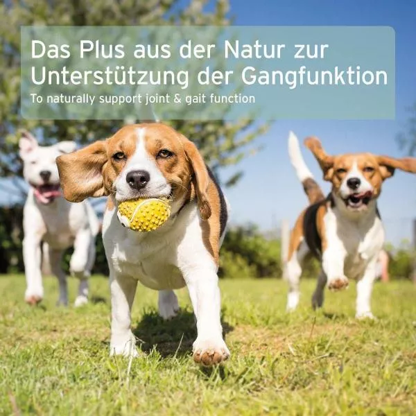 Grünlippmuschelpulver Grünlippmuschelpulver